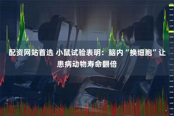 配资网站首选 小鼠试验表明：脑内“换细胞”让患病动物寿命翻倍